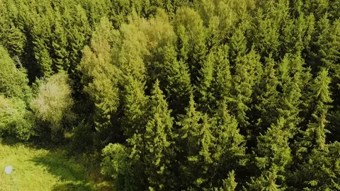 Flying over trees Stock Footage 115317396