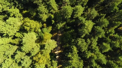 Flying over trees Stock Footage 115317575