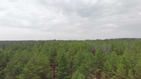 Flying Over The Trees Stock Footage 139142850