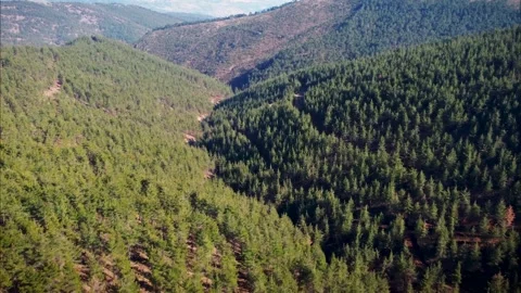 Flying Over Trees Stock Footage 149197631