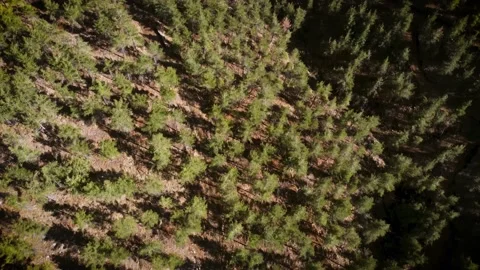 Flying Over Trees Stock Footage 149202037