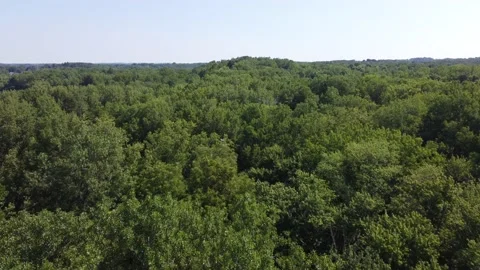 Flying over trees Stock Footage 158698486