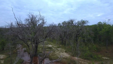 Flying over the trees Stock Footage 220305961