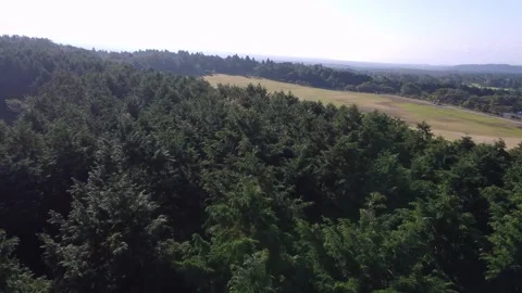 Flying Over Trees Stock Footage 229057224