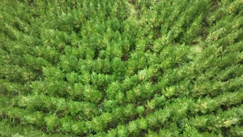 Flying over trees Video stock 241764378