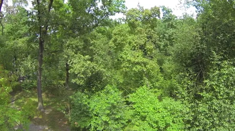 Flying over the trees in the forest. Aerial Stock Footage 40616707