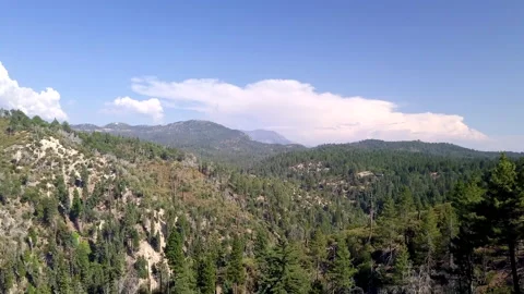 Flying over trees in a forest with blue skies Stock Footage 229923769
