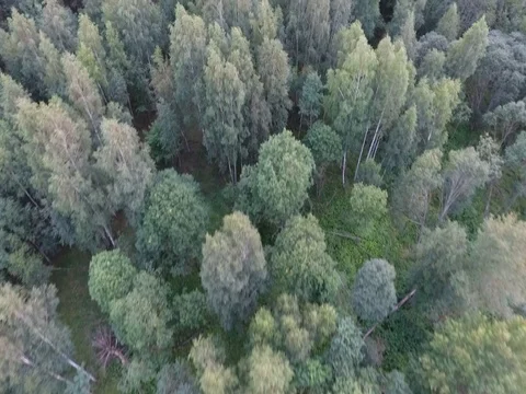 Flying over the trees in a forest at low altitude Stock Footage 70346823