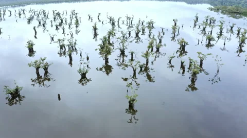 Flying over trees of the genus Macrolobium, which grows in inundated forest Stock Footage 169934660