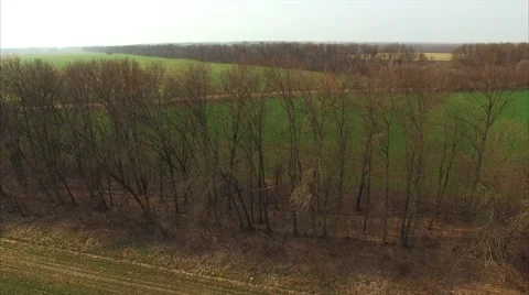 Flying Over the Trees to the Green Field Stock Footage 62653957