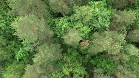 Flying over trees in a green forest. top down drone view Stock Footage 276725229