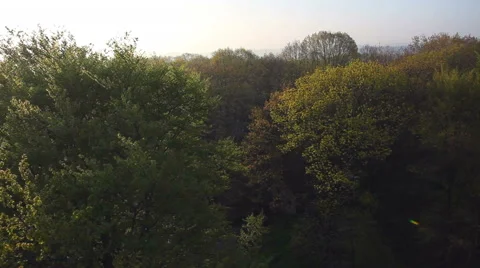 Flying over Trees HD Video stock 41816131