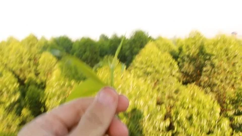 Flying over the trees. Hot air balloon flying above forest. Stock Footage 105372644