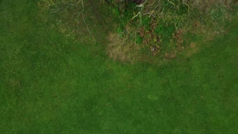 Flying over trees, looking directly down in Prospect Park, Reading, UK Stock Footage 297512298