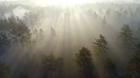 Flying over the trees in misty pine forest penetrated by the rays of morning sun Stock Footage 107414274