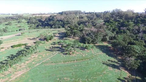 Flying over the trees in the park Stock Footage 106851502