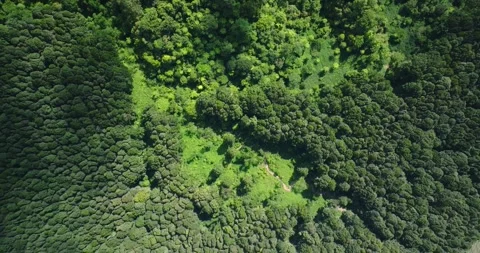Flying over trees in the rainforest Stock Footage 310809213