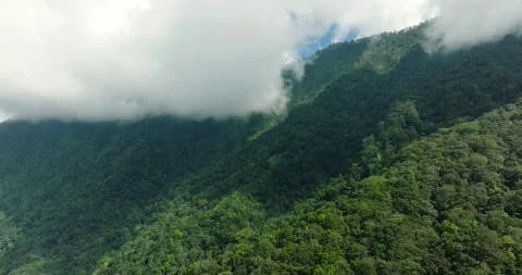 Flying over trees in the rainforest Stock Footage 310809276