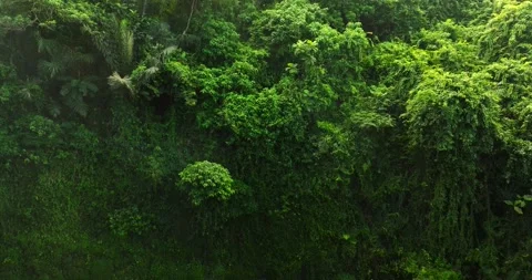Flying over trees in the rainforest Stock Footage 310809485