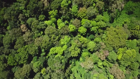 Flying over trees in the rainforest Stock Footage 315402336