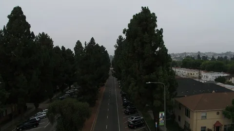 Flying over Trees reveal down town LA Stock Footage 123688173