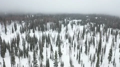 Flying over trees in snow covered montana forest winter Trim Vídeo Stock 150720100