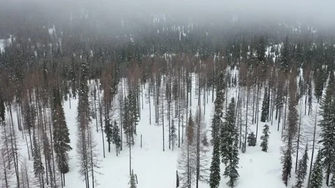 Flying over trees in snow covered montana forest winter Trim (2) Vídeo Stock 150720208
