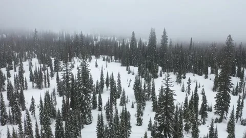 Flying over trees in snow covered montana forest winter Trim (4) Vídeo Stock 150720291