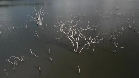 Flying over trees submerged by river dam. Canoas river. Stock Footage 253367592