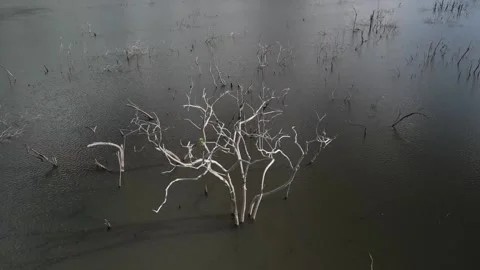 Flying over trees submerged by river dam. Canoas river. Stock Footage 253367675