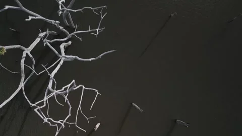 Flying over trees submerged by river dam. Canoas river. Stock Footage 253367850