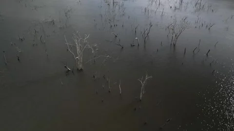 Flying over trees submerged by river dam. Canoas river. Stock Footage 253367885
