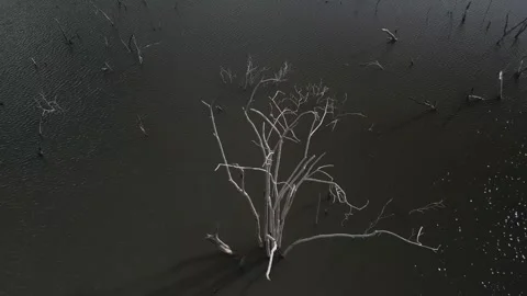 Flying over trees submerged by river dam. Canoas river. Stock Footage 253367886