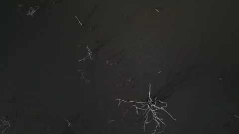Flying up over trees submerged by river dam. Canoas river. Stock Footage 253368240
