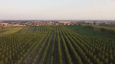 Flying over trees in summer in Brescello. Italy Stock Footage 160441109