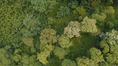 Flying over of trees tops in Amazonia, Jungle in Peru 4K Stock Footage 197102533