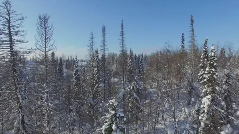 Flying over trees in winter Stock Footage 103310001
