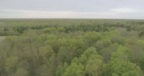 Flying over the Trees Wisconsin Forest Video stock 75732975
