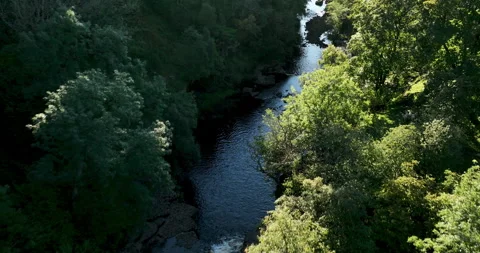 Flying over the treetops and a river in the valley Stock-Footage 220151888
