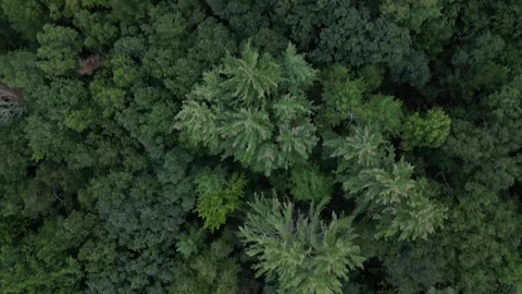 Flying over treetops in dense forest looking down at conifer and deciduous trees Stock Footage 252164829