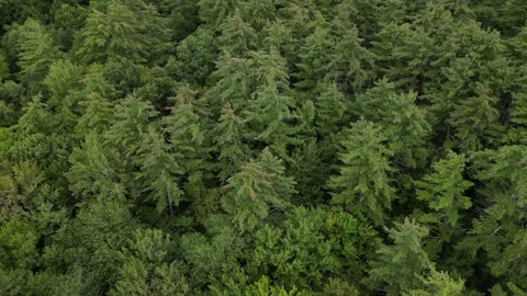 Flying over treetops in dense forest looking down at conifer and deciduous trees Stock Footage 252165557