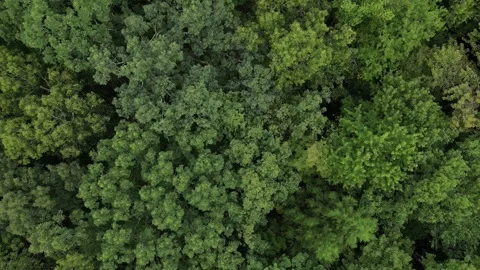 Flying over treetops in dense forest looking down at conifer and deciduous trees Stock Footage 252167511