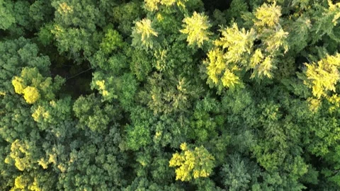 Flying over treetops in dense forest looking down at conifer and deciduous trees Stock Footage 252169300