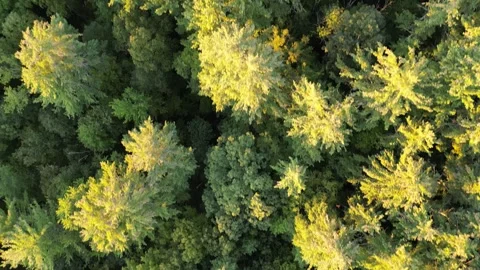Flying over treetops in dense forest looking down at conifer and deciduous trees Stock Footage 252193168