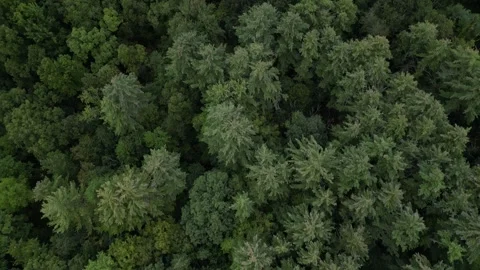 Flying over treetops in dense forest looking down at conifer and deciduous trees Video stock 252193564