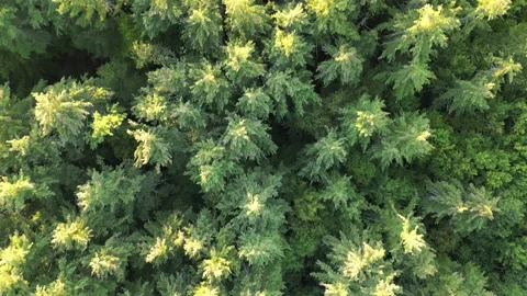 Flying over treetops in dense forest looking down at conifer and deciduous trees Video stock 252193579