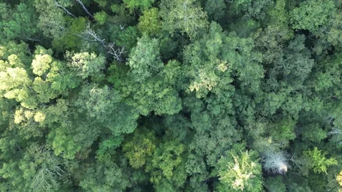 Flying over treetops in dense forest looking down at conifer and deciduous trees Video stock 252193629