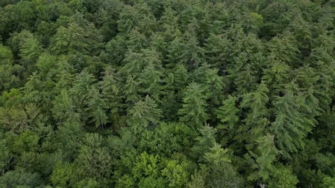 Flying over treetops in dense forest looking down at conifer and deciduous trees Video stock 252221155