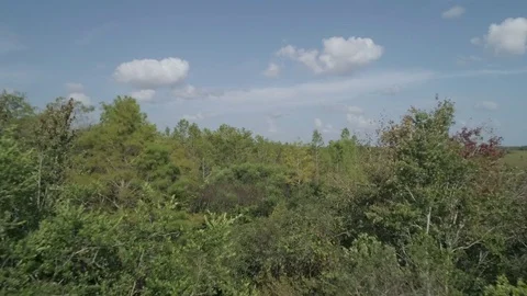 Flying over treetops florida everglades wilderness expanse drone shot Stock Footage 85278090