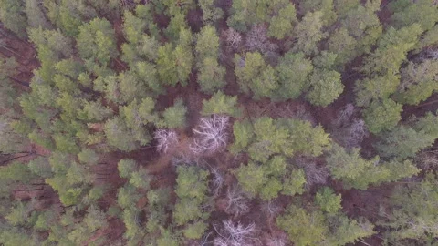 Flying over the treetops Stock Footage 60815449